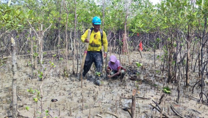 Kolaborasi Jaga Ekosistem Pesisir Bersama Masyarakat, PT Timah Tbk Tanam 12 Ribu Bibit Mangrove di Kundur. Foto: Humas PT Timah.