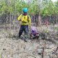 Kolaborasi Jaga Ekosistem Pesisir Bersama Masyarakat, PT Timah Tbk Tanam 12 Ribu Bibit Mangrove di Kundur. Foto: Humas PT Timah.