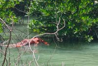 Penampakan mayat Tanpa Identitas Ditemukan di Hutan Bakau Perairan Pulau Mudu Meral Barat. Foto: Istimewa/kepriheadline.id
