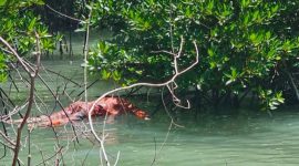 Penampakan mayat Tanpa Identitas Ditemukan di Hutan Bakau Perairan Pulau Mudu Meral Barat. Foto: Istimewa/kepriheadline.id