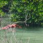 Penampakan mayat Tanpa Identitas Ditemukan di Hutan Bakau Perairan Pulau Mudu Meral Barat. Foto: Istimewa/kepriheadline.id