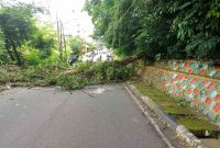 Pohon Tumbang Tutup Sementara Akses Jalan di Teluk Air. FOTO: Istimewa