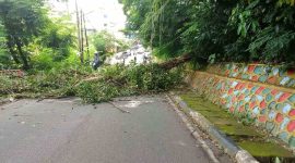 Pohon Tumbang Tutup Sementara Akses Jalan di Teluk Air. FOTO: Istimewa