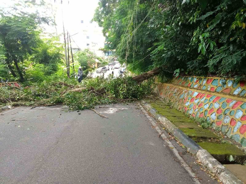 Pohon Tumbang Tutup Sementara Akses Jalan di Teluk Air. FOTO: Istimewa