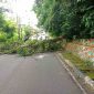Pohon Tumbang Tutup Sementara Akses Jalan di Teluk Air. FOTO: Istimewa