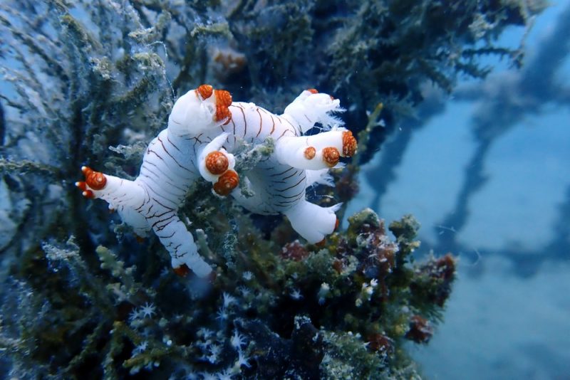 Warisan untuk Laut, PT Timah Konsisten Tenggelamkan Artificial Reef . FOTO: Corporate Communication PT Timah Tbk