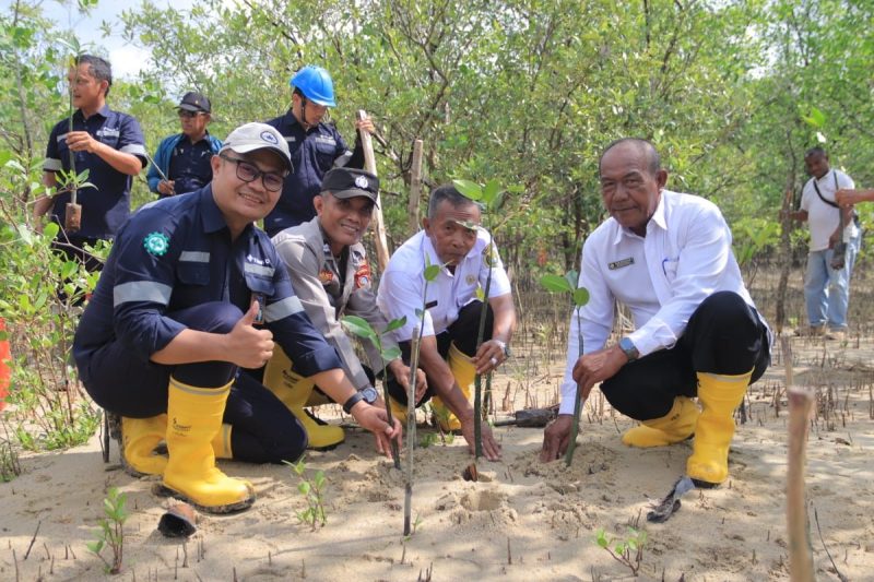 Langkah Berkelanjutan PT Timah Dalam Melestarikan Lingkungan, Tanam 2500 Bibit Mangrove di Karimun .FOTO; Corporate Communication PT Timah tbk