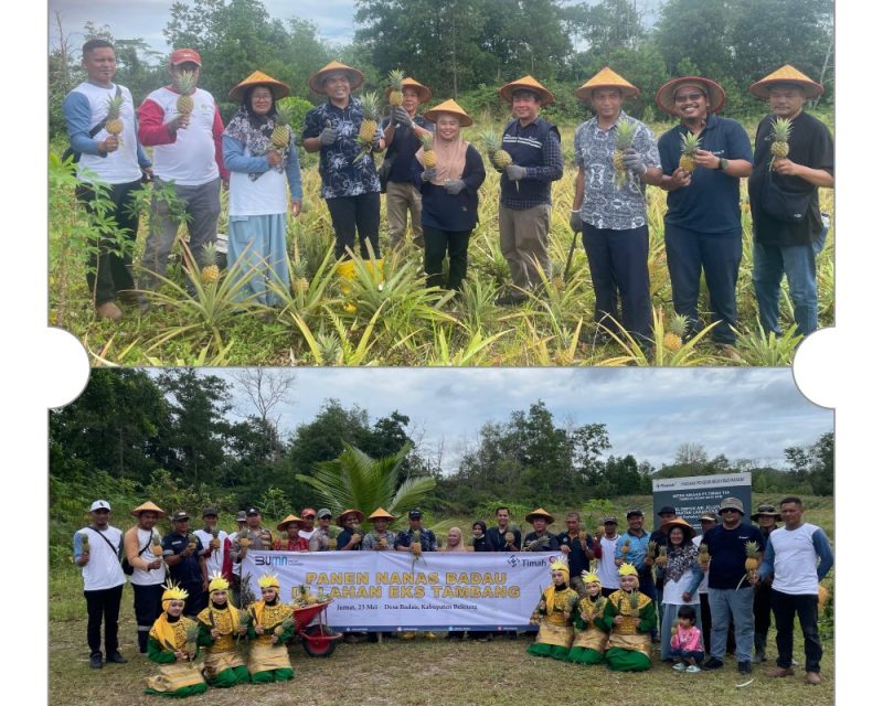 Kolaborasi PT Timah dan Kelompok Tani Air Jelutung Desa Badau Sulap Lahan Bekas Tambang Jadi Kebun Nanas . FOTO; Corporate Communication PT Timah Tbk
