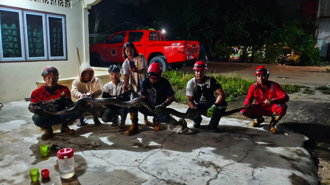 Ular Sanca Sepanjang 5 Meter Satroni Rumah Warga Pukul 3 Dini Hari