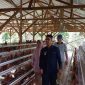 Bupati Karimun Resmikan Peternakan Ayam Petelur Bumdes Pongkar Jaya.