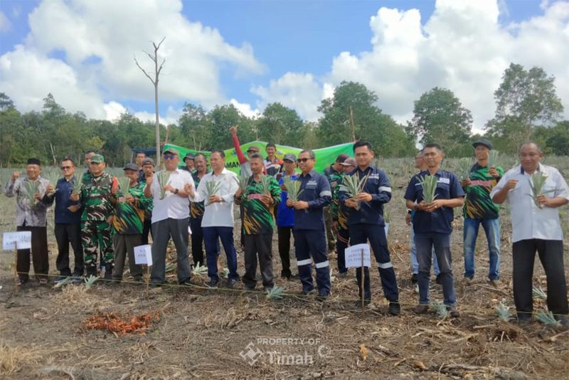 Bersama Kelompok Tani Bina Tani Tailong, PT TIMAH Tbk Tanam Lima Puluh Ribu Bibit Nanas di Kundur