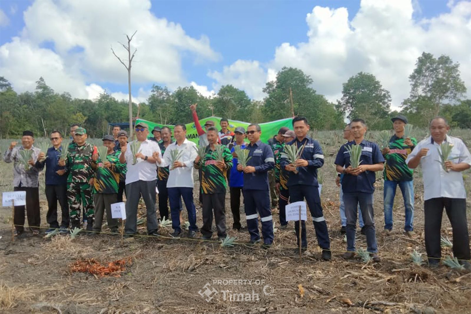 Bersama Kelompok Tani Bina Tani Tailong, PT TIMAH Tbk Tanam Lima Puluh Ribu Bibit Nanas di Kundur