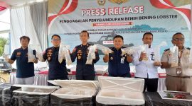 Bea Cukai Kepri Gagalkan Penyelundupan 129.965 Benih Bening Lobster di Perairan Batam