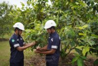 Selama Satu Dekade, PT TIMAH Tanam 1,4 Juta Pohon untuk Reklamasi Pascatambang. FOTO: BIDANG CORCOM PT TIMAH TBK