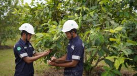 Selama Satu Dekade, PT TIMAH Tanam 1,4 Juta Pohon untuk Reklamasi Pascatambang. FOTO: BIDANG CORCOM PT TIMAH TBK