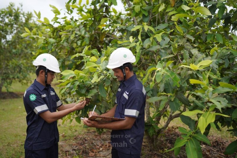 Selama Satu Dekade, PT TIMAH Tanam 1,4 Juta Pohon untuk Reklamasi Pascatambang. FOTO: BIDANG CORCOM PT TIMAH TBK