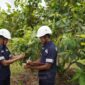 Selama Satu Dekade, PT TIMAH Tanam 1,4 Juta Pohon untuk Reklamasi Pascatambang. FOTO: BIDANG CORCOM PT TIMAH TBK