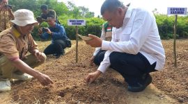 Wakil Bupati Karimun, Rocky Marciano Bawole menanam perdana bibit bawang merah yang rencananya akan dikembangkan di Karimun. FOTO: rr/kepriheadline.id