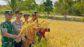 Bupati Karimun Pimpin Panen Raya Padi Cakra Buana di Moro, Produksi Capai 10 Ton per Hektare. FOTO: ISTIMEWA/DINAS PANGAN DAN PERTANIAN