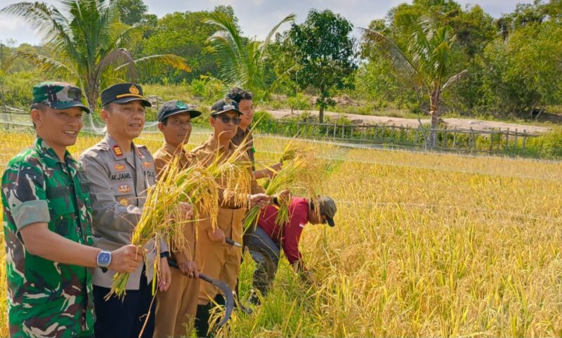 Bupati Karimun Pimpin Panen Raya Padi Cakra Buana di Moro, Produksi Capai 10 Ton per Hektare. FOTO: ISTIMEWA/DINAS PANGAN DAN PERTANIAN