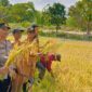 Bupati Karimun Pimpin Panen Raya Padi Cakra Buana di Moro, Produksi Capai 10 Ton per Hektare. FOTO: ISTIMEWA/DINAS PANGAN DAN PERTANIAN
