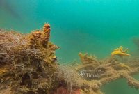 PT TIMAH Tenggelamkan 45 Coral Garden di Bangka, Pulihkan Ekosistem Laut dan Tingkatkan Kesejahteraan Nelayan. FOTO: BIDANG CORCOM PT TIMAH TBK