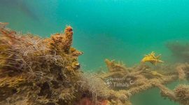 PT TIMAH Tenggelamkan 45 Coral Garden di Bangka, Pulihkan Ekosistem Laut dan Tingkatkan Kesejahteraan Nelayan. FOTO: BIDANG CORCOM PT TIMAH TBK