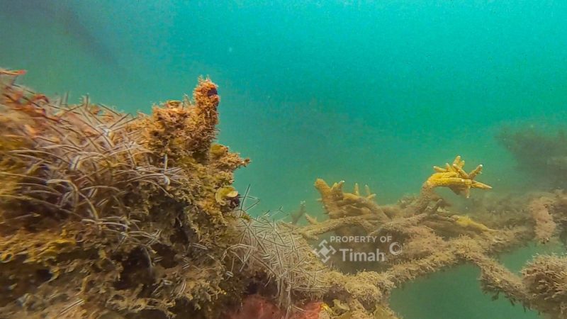 PT TIMAH Tenggelamkan 45 Coral Garden di Bangka, Pulihkan Ekosistem Laut dan Tingkatkan Kesejahteraan Nelayan. FOTO: BIDANG CORCOM PT TIMAH TBK