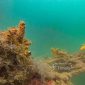 PT TIMAH Tenggelamkan 45 Coral Garden di Bangka, Pulihkan Ekosistem Laut dan Tingkatkan Kesejahteraan Nelayan. FOTO: BIDANG CORCOM PT TIMAH TBK