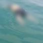 Breaking News! Mayat Tanpa Identitas Ditemukan Mengapung di Perairan Pulau Mudu Karimun