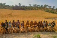 BumDes Beruntung Panen Perdana Jagung Pakan, Karimun Mulai Kurangi Ketergantungan Pasokan Luar Daerah