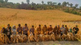 BumDes Beruntung Panen Perdana Jagung Pakan, Karimun Mulai Kurangi Ketergantungan Pasokan Luar Daerah