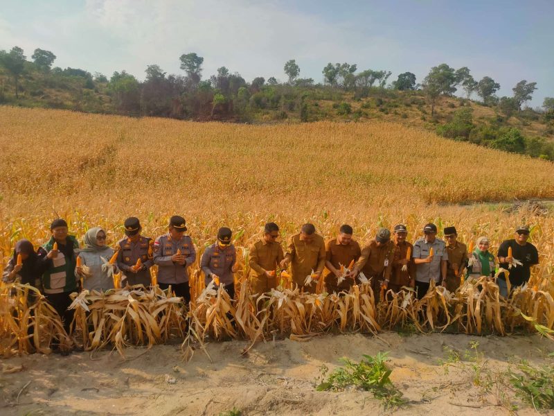BumDes Beruntung Panen Perdana Jagung Pakan, Karimun Mulai Kurangi Ketergantungan Pasokan Luar Daerah