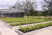 PT Timah Reklamasi 354 Hektar Lahan Bekas Tambang, Target 411 Hektar pada 2026