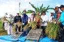 Perkuat Ketahanan Pangan, Bupati Karimun Panen Perdana Padi Gogo Cakrabuana