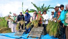 Perkuat Ketahanan Pangan, Bupati Karimun Panen Perdana Padi Gogo Cakrabuana