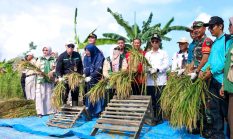 Perkuat Ketahanan Pangan, Bupati Karimun Panen Perdana Padi Gogo Cakrabuana