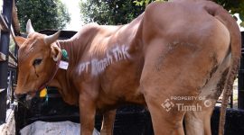 PT TIMAH Salurkan 268 Ekor Sapi Kurban untuk Masyarakat di Tiga Provinsi