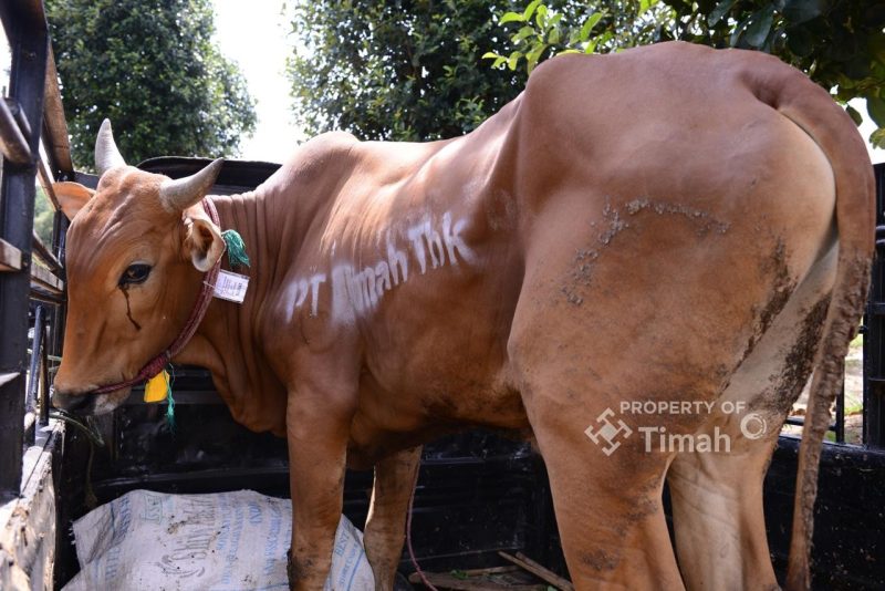 PT TIMAH Salurkan 268 Ekor Sapi Kurban untuk Masyarakat di Tiga Provinsi