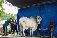 PT TIMAH Salurkan 17 Hewan Kurban di Pangkalpinang, Dibagikan kepada Ribuan Warga