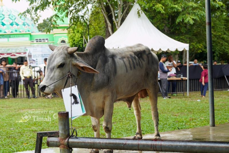PT TIMAH Libatkan Peternak Lokal dalam Pengadaan Hewan Kurban, Beri Dampak Positif bagi Ekonomi Daerah