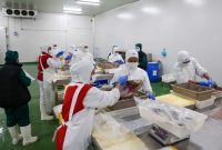 Menteri Trenggono dan Gubernur Ansar Resmikan Pabrik Pengolahan Ikan PT BIG di Bintan
