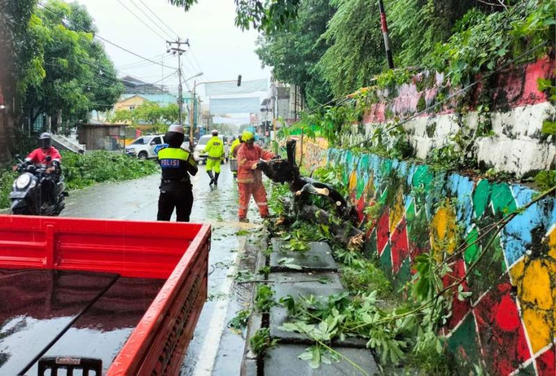 Pohon Tumbang Tutup Jalan Teuku Umar Karimun, Arus Lalu Lintas Sempat Dialihkan