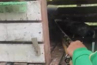 Ular Sanca 3 Meter Masuk Kandang, Dua Ayam Bangkok Milik Warga Karimun Dimangsa