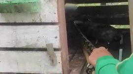 Ular Sanca 3 Meter Masuk Kandang, Dua Ayam Bangkok Milik Warga Karimun Dimangsa