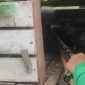 Ular Sanca 3 Meter Masuk Kandang, Dua Ayam Bangkok Milik Warga Karimun Dimangsa