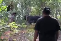 Sapi Kurban Kabur hingga Masuk Hutan di Karimun, Panitia Kejar Hampir Dua Jam