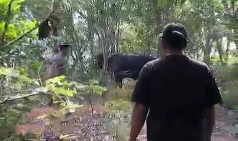 Sapi Kurban Kabur hingga Masuk Hutan di Karimun, Panitia Kejar Hampir Dua Jam