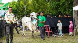 Bupati di Berbagai Daerah Apresiasi Penyaluran 281 Hewan Kurban PT Timah