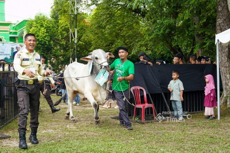 Bupati di Berbagai Daerah Apresiasi Penyaluran 281 Hewan Kurban PT Timah
